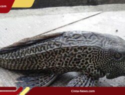 Bukan Tenggiri, Tapi Sapu-Sapu, Begini Cara Membedakan Siomay yang Aman dan Berisiko