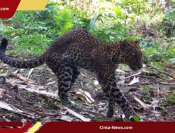 Macan Tutul Ditembak, Dedi Mulyadi Minta Aparat Bergerak Cepat!