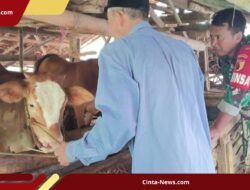 Lima Sapi Mati Bergiliran, Peternak Pamekasan Khawatirkan Wabah PMK