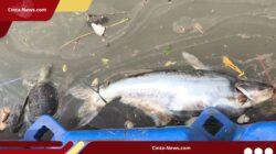 Dampak Kebakaran Gudang Kimia, Sungai Cisadane Positif Terkontaminasi Pestisida