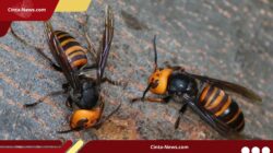 Darurat Tawon Vespa, Petugas Damkar Kediri Tumbang Usai Diserang Tawon Vespa