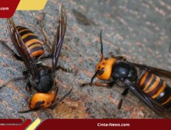 Darurat Tawon Vespa, Petugas Damkar Kediri Tumbang Usai Diserang Tawon Vespa