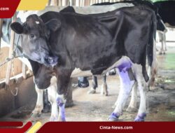 24 Ternak Terpapar, Dua Mati: Darurat PMK di Bantul, Vaksinasi Terus Digencarkan