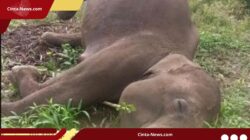 BKSDA Selidiki Kematian Gajah Sumatera Akibat Jerat Kawat Listrik di Aceh Tengah