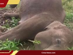 BKSDA Selidiki Kematian Gajah Sumatera Akibat Jerat Kawat Listrik di Aceh Tengah