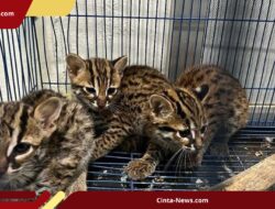 Satwa Langka Kucing Kuwuk Dijual di Medan, Polisi Tangkap Pelaku