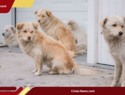 Warga Cianjur Geruduk Sarang Anjing Liar Usai Menyerang Seorang Bocah 8 Tahun