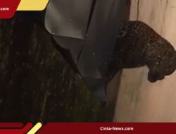 Geger! Macan Tutul Serbu Permukiman di Bandung, Dua Warga Terluka