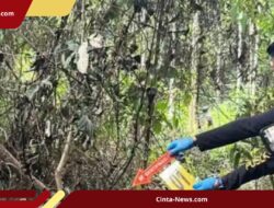 Polisi Selidiki Kematian Gajah dengan Kepala Terpotong di Konsesi Perusahaan Pelalawan