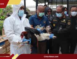 Gagalkan Impor Ilegal, Petugas Sita Ratusan Hewan dari Thailand di Deli Serdang