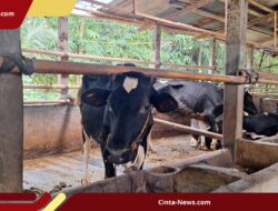 Perumda Dharma Jaya Siapkan Lahan Ciangir untuk Kandang 1.000 Ekor Sapi