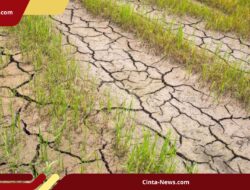 Daftar Lengkap Wilayah di Jabar yang Masuk Kemarau Lebih Awal Versi BMKG