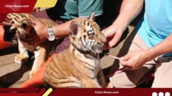 Bandung Zoo Kehilangan Harimau Benggala Muda, Hasil Nekropsi Ditunggu