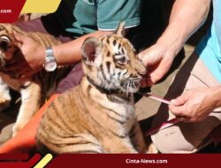 Bandung Zoo Kehilangan Harimau Benggala Muda, Hasil Nekropsi Ditunggu
