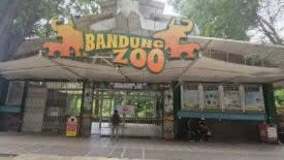 Bandung Zoo Kehilangan Harimau Benggala Muda