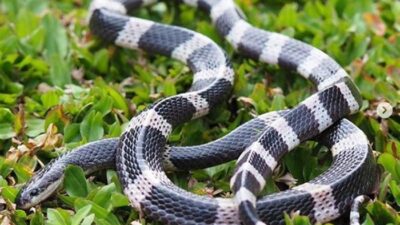 Bocah SD Tasikmalaya Meninggal setelah 25 Hari Dirawat akibat Digigit Ular Weling