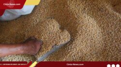 Importir dan Pengrajin Tempe Sepakat, HAP Kedelai Ditahan di Rp11.500