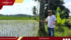 Diduga Tercemar Limbah TPA Pakusari, Petani Kertosari Jember Laporkan Gagal Panen ke DPRD