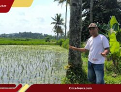Diduga Tercemar Limbah TPA Pakusari, Petani Kertosari Jember Laporkan Gagal Panen ke DPRD