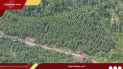 Izin Pemanfaatan Hutan Dicabut, INRU Setop Operasi dan PHK Karyawan