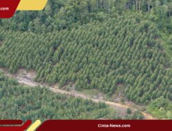 Izin Pemanfaatan Hutan Dicabut, INRU Setop Operasi dan PHK Karyawan