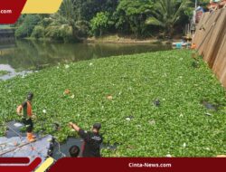 Fenomena Eceng Gondok di Waduk Pluit, Petugas Angkut Ratusan Meter Kubik