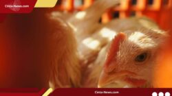 Peternak Keluhkan Harga Ayam yang Merosot ke Rp 18.500, Sementara Biaya Produksi Justru Naik