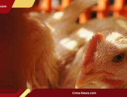 Peternak Keluhkan Harga Ayam yang Merosot ke Rp 18.500, Sementara Biaya Produksi Justru Naik