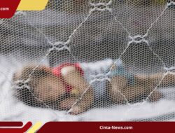 Bali Waspada DBD: 1.167 Kasus dan Dua Kematian, Gianyar-Badung Peringkat Teratas