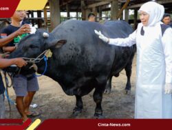 Kunjungi Mojokerto, Gubernur Jatim Beli Sapi 1 Ton Jenis Belgian Blue