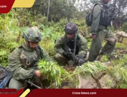 216 Batang Ganja Ditemukan TNI di Pegunungan Papua, KKB Diduga Pemiliknya
