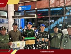 Aksi Penyelundupan Satwa Langka di Kapal Pelni Gagal Total Berkat Patroli TNI Angkatan Laut