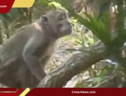 Monyet Liar di Marunda Jakut Serang Bocah 9 Tahun, Warga Memilih Bertahan di Dalam Rumah