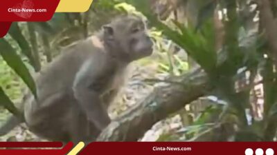 Monyet Liar di Marunda Jakut Serang Bocah 9 Tahun, Warga Memilih Bertahan di Dalam Rumah