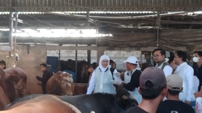 Kunjungi Mojokerto, Gubernur Jatim Beli Sapi 1 Ton Jenis Belgian Blue