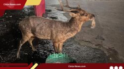 Rusa di Taman Sriwedari Terlihat Makan Sampah Plastik, Disbudpar Solo Evaluasi Sistem Kandang