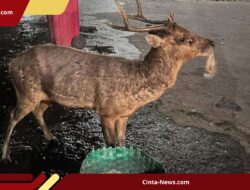Rusa di Taman Sriwedari Terlihat Makan Sampah Plastik, Disbudpar Solo Evaluasi Sistem Kandang