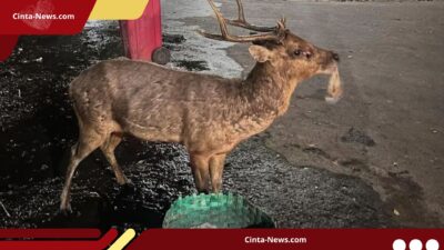 Rusa di Taman Sriwedari Terlihat Makan Sampah Plastik, Disbudpar Solo Evaluasi Sistem Kandang
