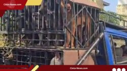 Mengerikan! 8 Fakta di Balik Kematian Bocah 9 Tahun di Bogor yang Diterkam Anjing Pemburu