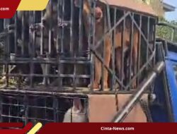 Mengerikan! 8 Fakta di Balik Kematian Bocah 9 Tahun di Bogor yang Diterkam Anjing Pemburu
