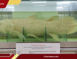 Setelah Gorontalo, Coelacanth Kini Ditemukan di Manado, Ini Perbedaan yang Terlihat