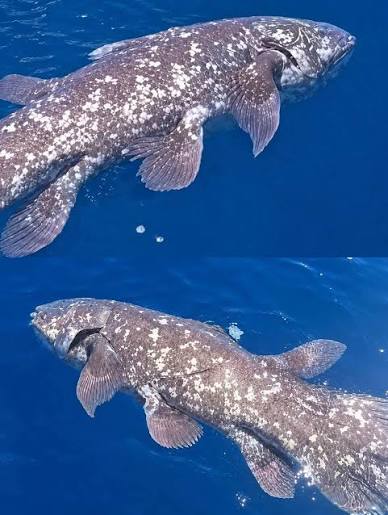 Coelacanth
