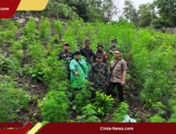 TNI Gerak Cepat! Ladang Ganja 2,5 Hektare di Aceh Besar Dimusnahkan Berkat Laporan Warga