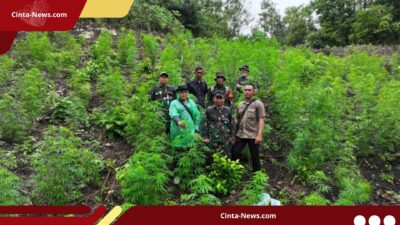 TNI Gerak Cepat! Ladang Ganja 2,5 Hektare di Aceh Besar Dimusnahkan Berkat Laporan Warga