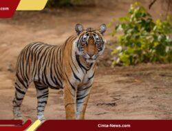 Pekerja HTI di Pelalawan Tewas Diterkam Harimau Saat Mencari Sinyal Telepon