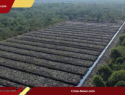 Polda Riau Ungkap Temuan Kerusakan Mangrove Seluas 90-100 Hektar di Rokan Hilir