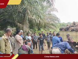 PTPN IV Laporkan Dua Otak Penjarahan 4,5 Ton TBS ke Polsek Tapung, Satu Truk Lain Kabur