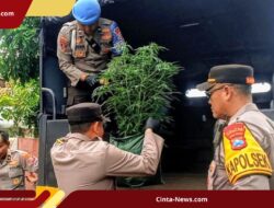Jaringan Budidaya Ganja Rp 12 Miliar Dibongkar, Otak Pelaku Ternyata Residivis Asal Bantul
