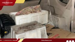 20 Kg Sisik dan 3 Ekor Trenggiling Hidup Disita, Kemenhut Bongkar Perdagangan di Semarang