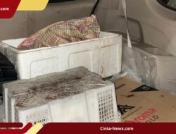 20 Kg Sisik dan 3 Ekor Trenggiling Hidup Disita, Kemenhut Bongkar Perdagangan di Semarang
